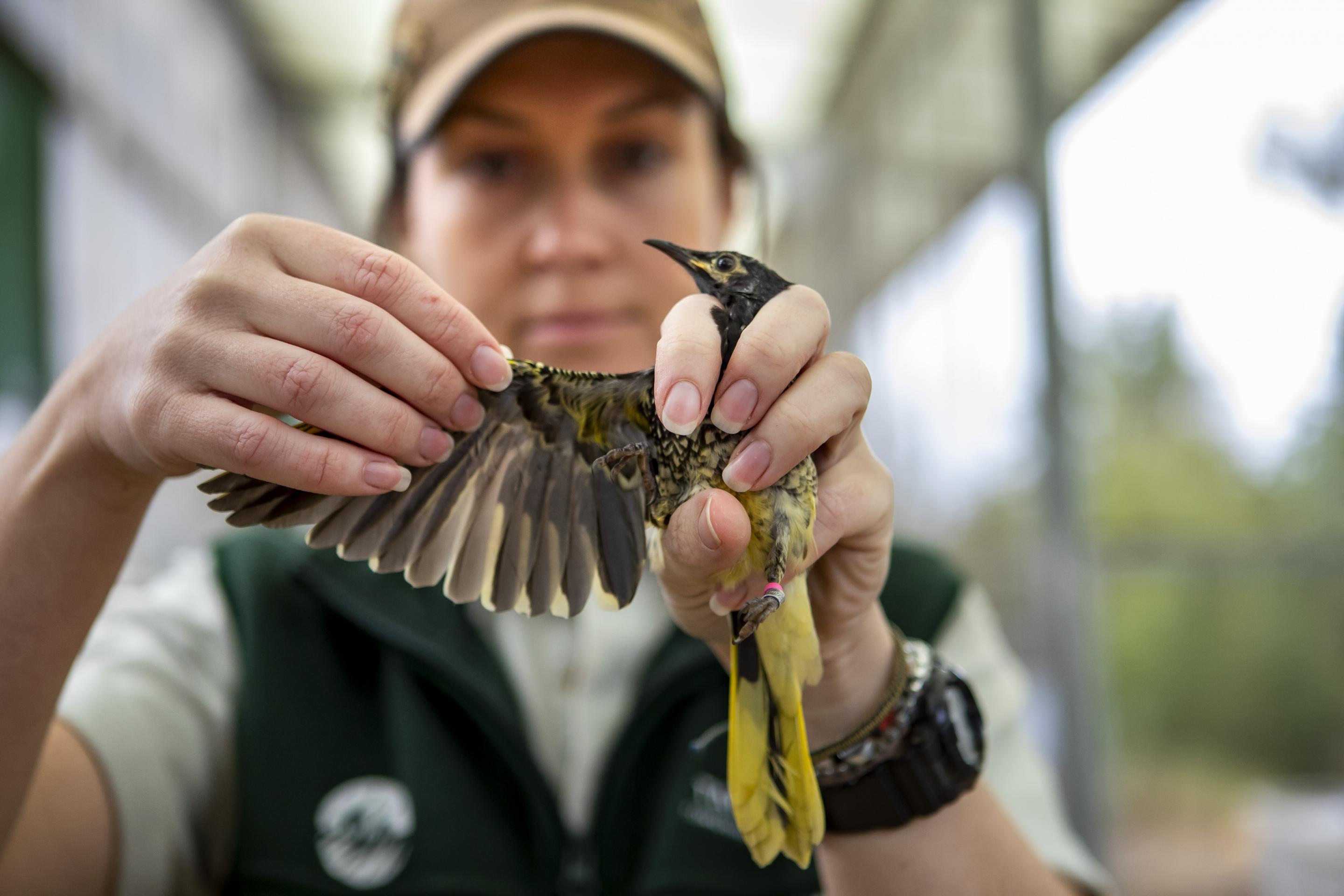 Kara Stevens with a Regent Honeyeater 