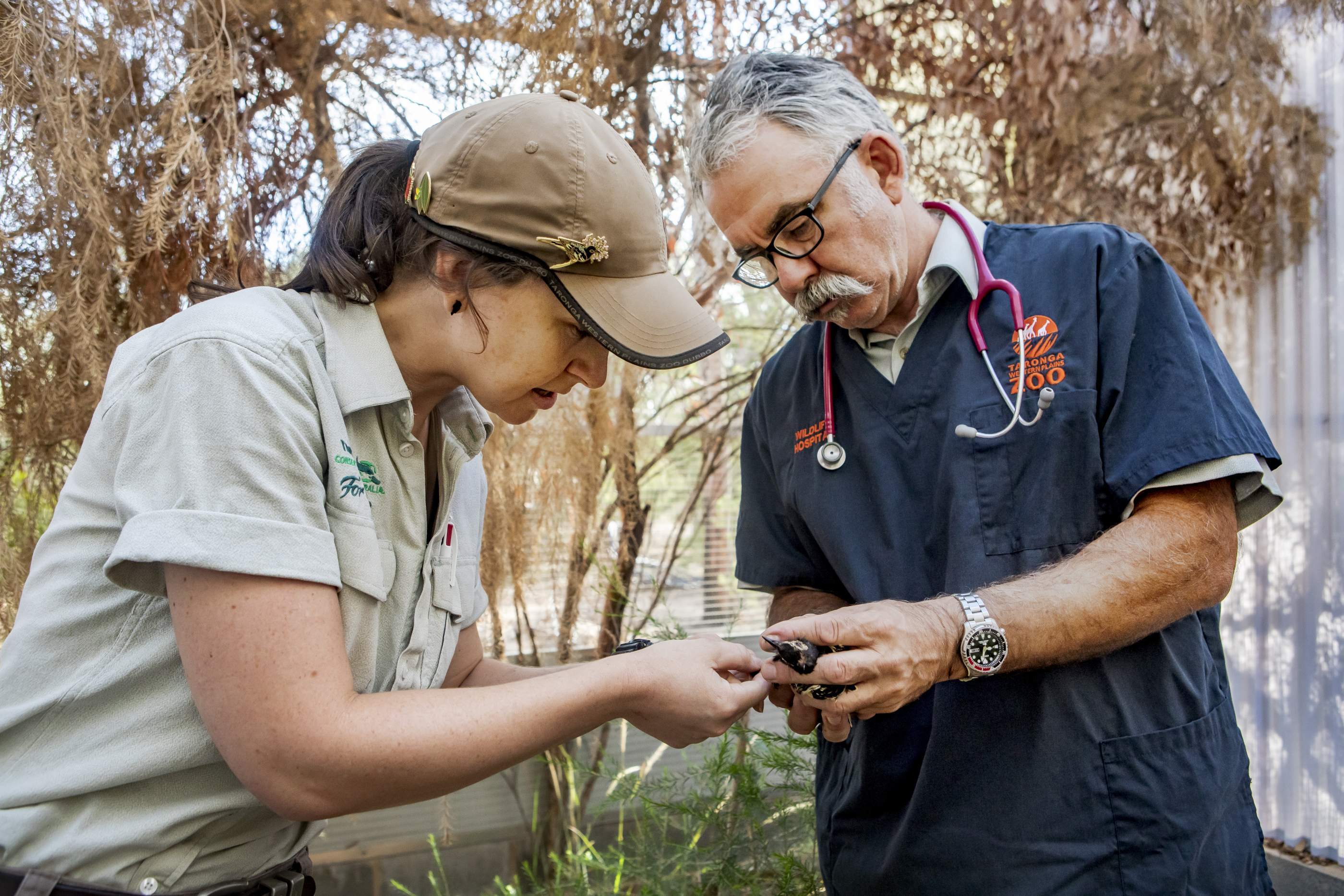 Keeper Kara with Senior Vet Benn conducting a health check on a Regent Honeyeater