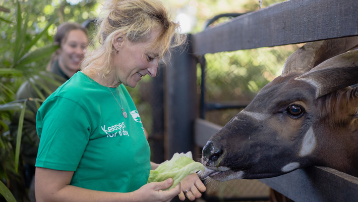 Keeper for a Day - Bongo feeding