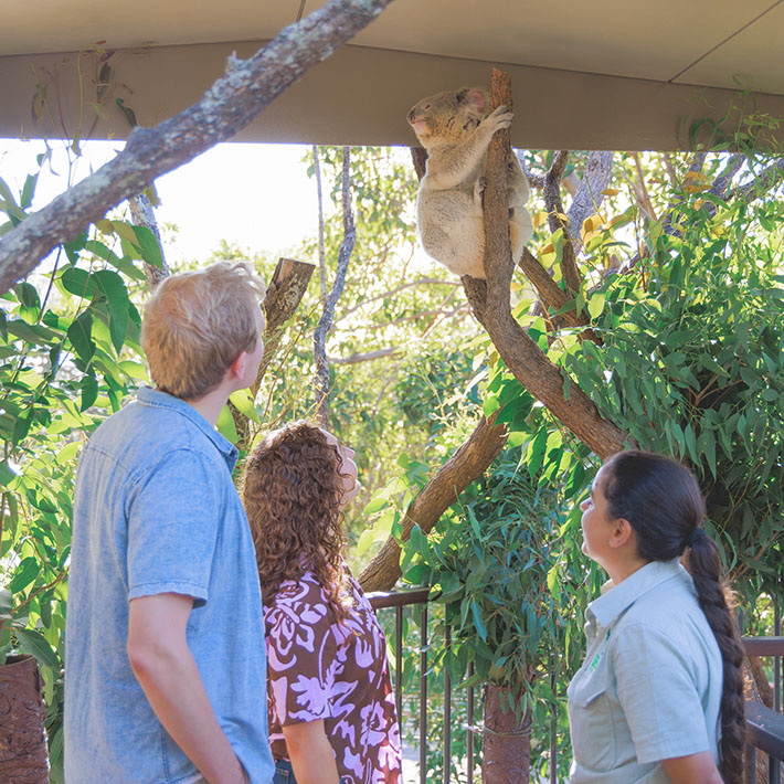 Koala Encounter 