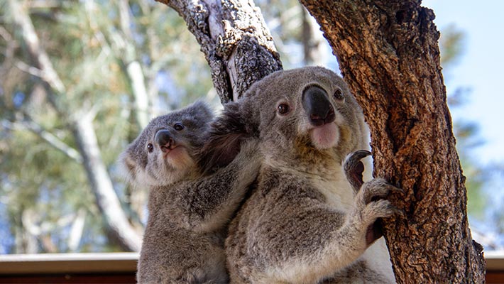 Koala and joey ready for their Christmas enrichment