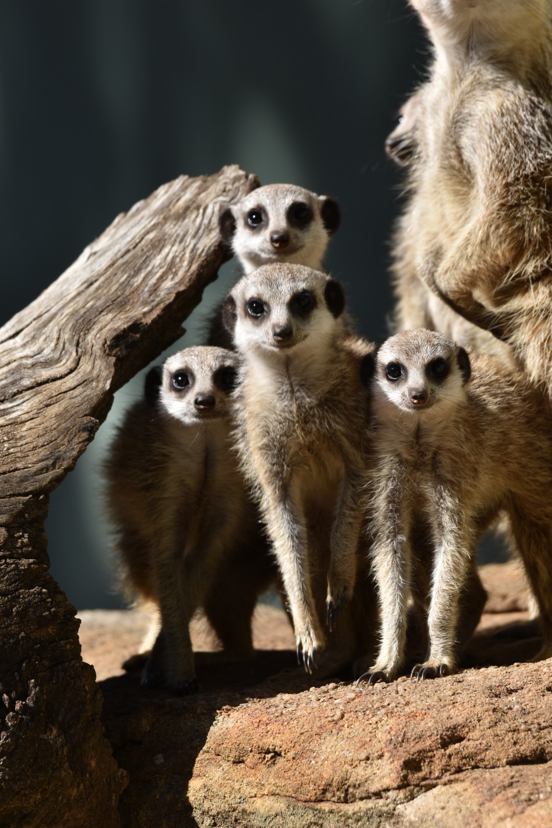 Meerkat pups Photo: Sebastian Bocaz