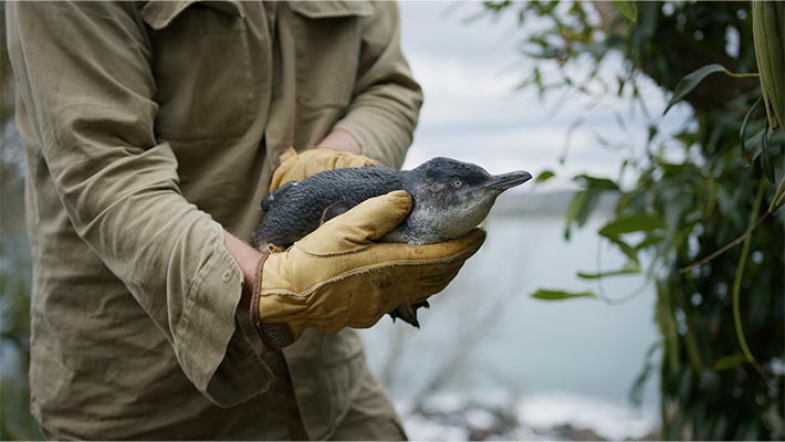 Little Penguin Project 