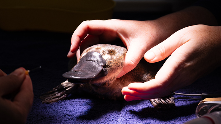 Platypus receives a check-up at the Taronga Wildlife Hospital at Taronga Western Plains Zoo