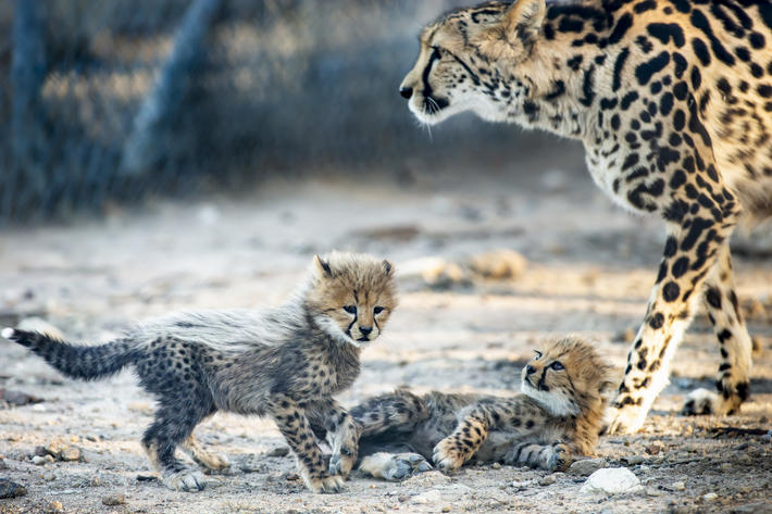 Cheetah cubs