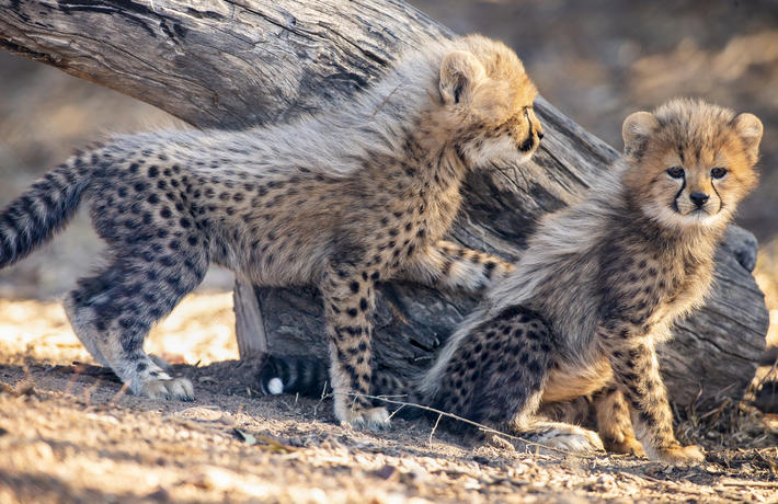 Cheetah cubs