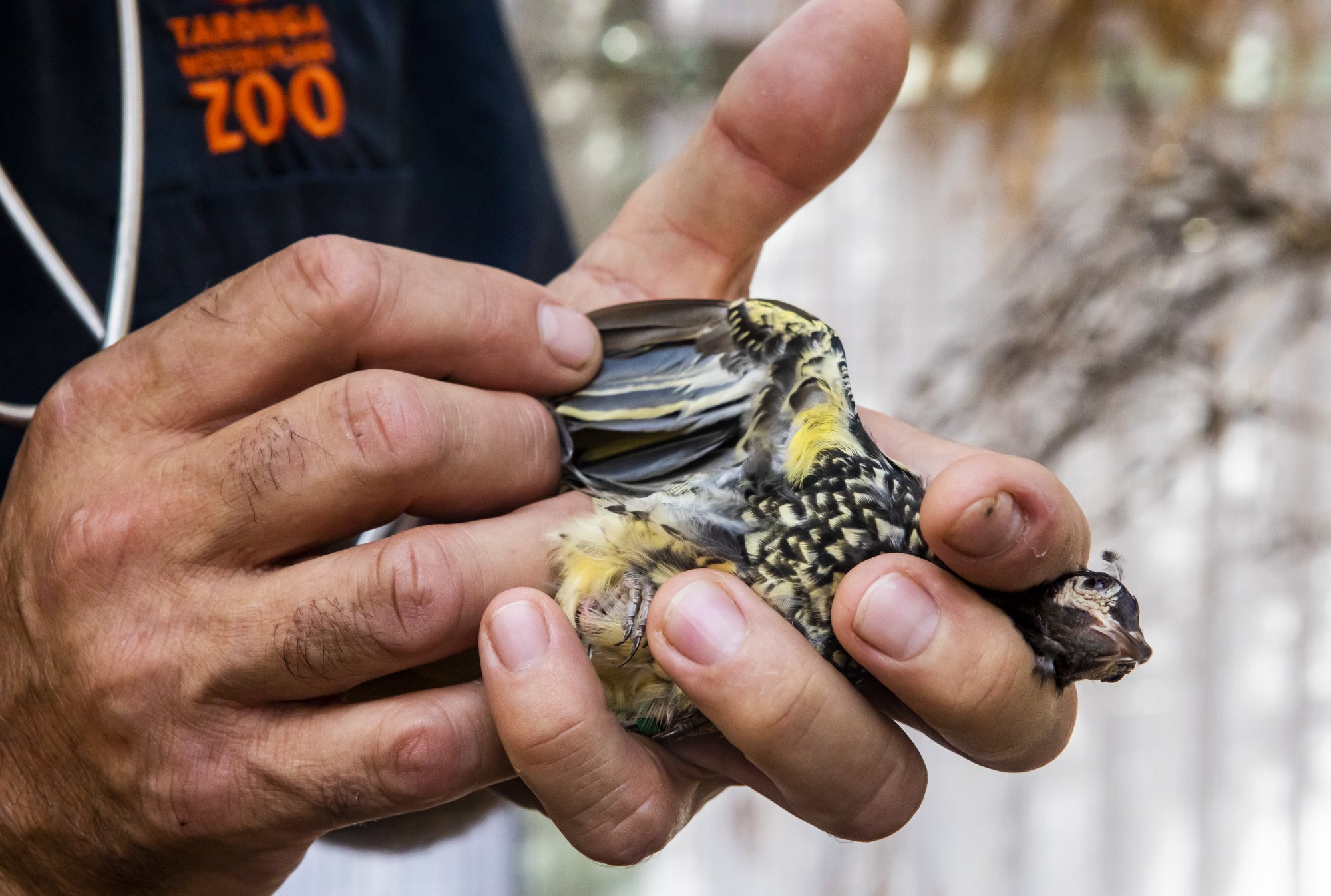 Vet examining a bird. Photo Rick Stevens