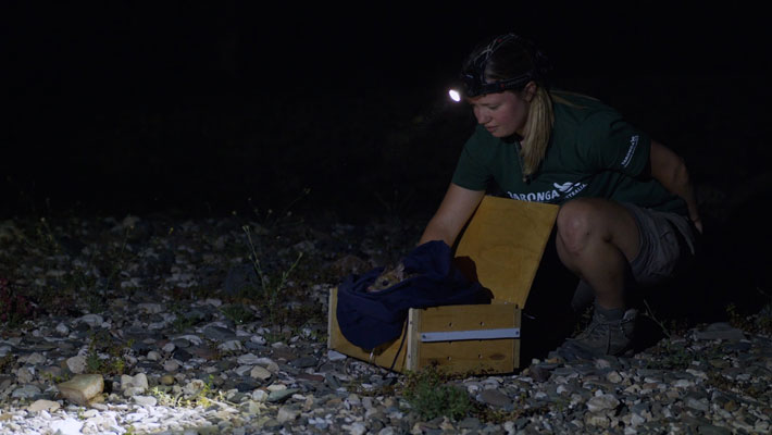 Rachael Schildkraut releasing the Chuditch