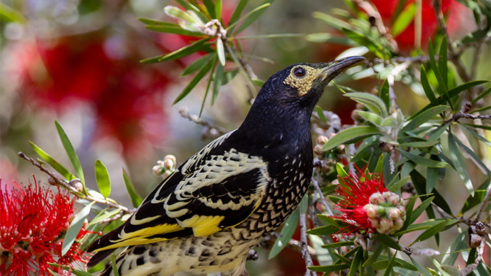 Regent Honeyeater 