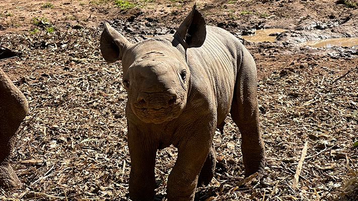 Black Rhinoceros Calf 