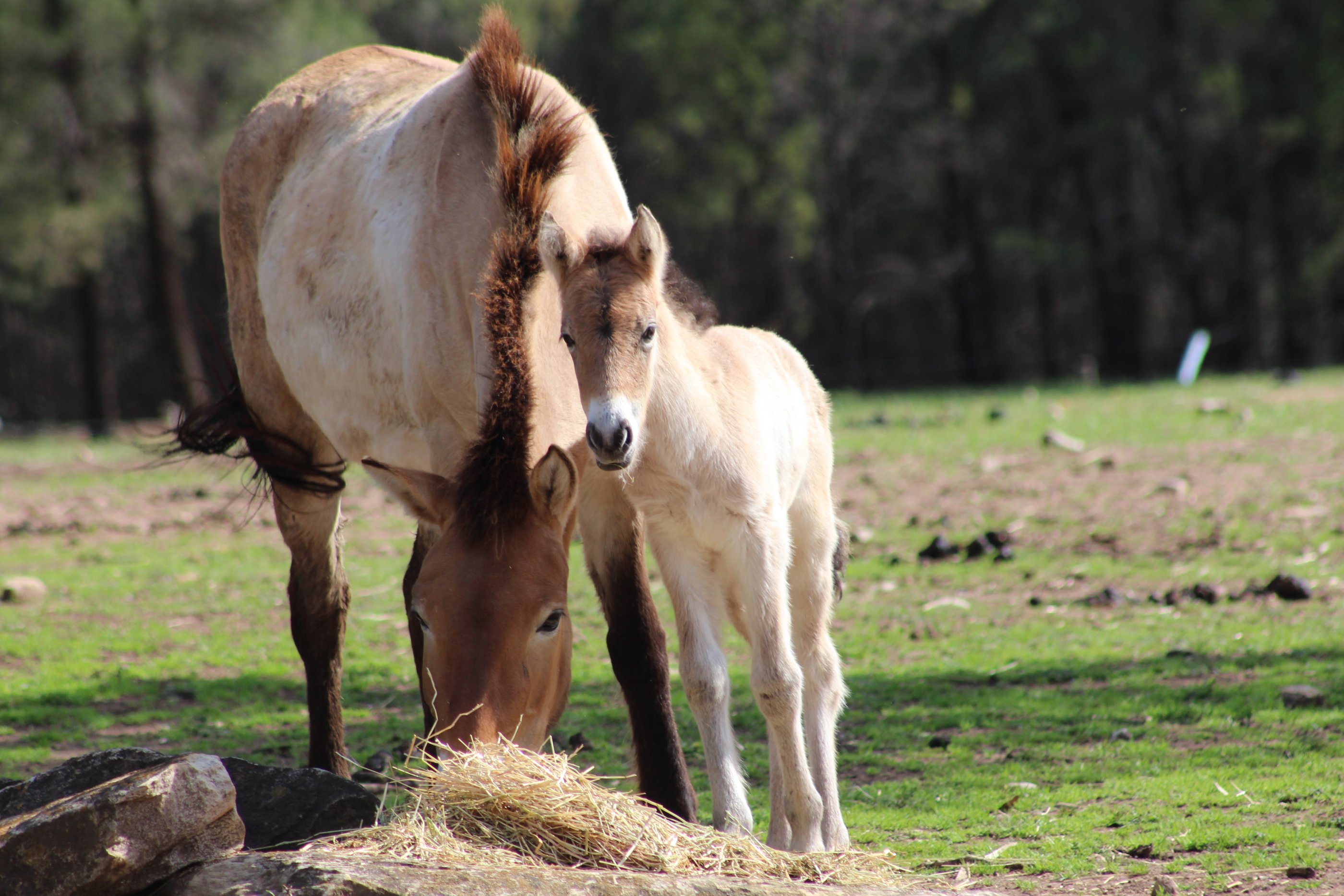 Takhi foal