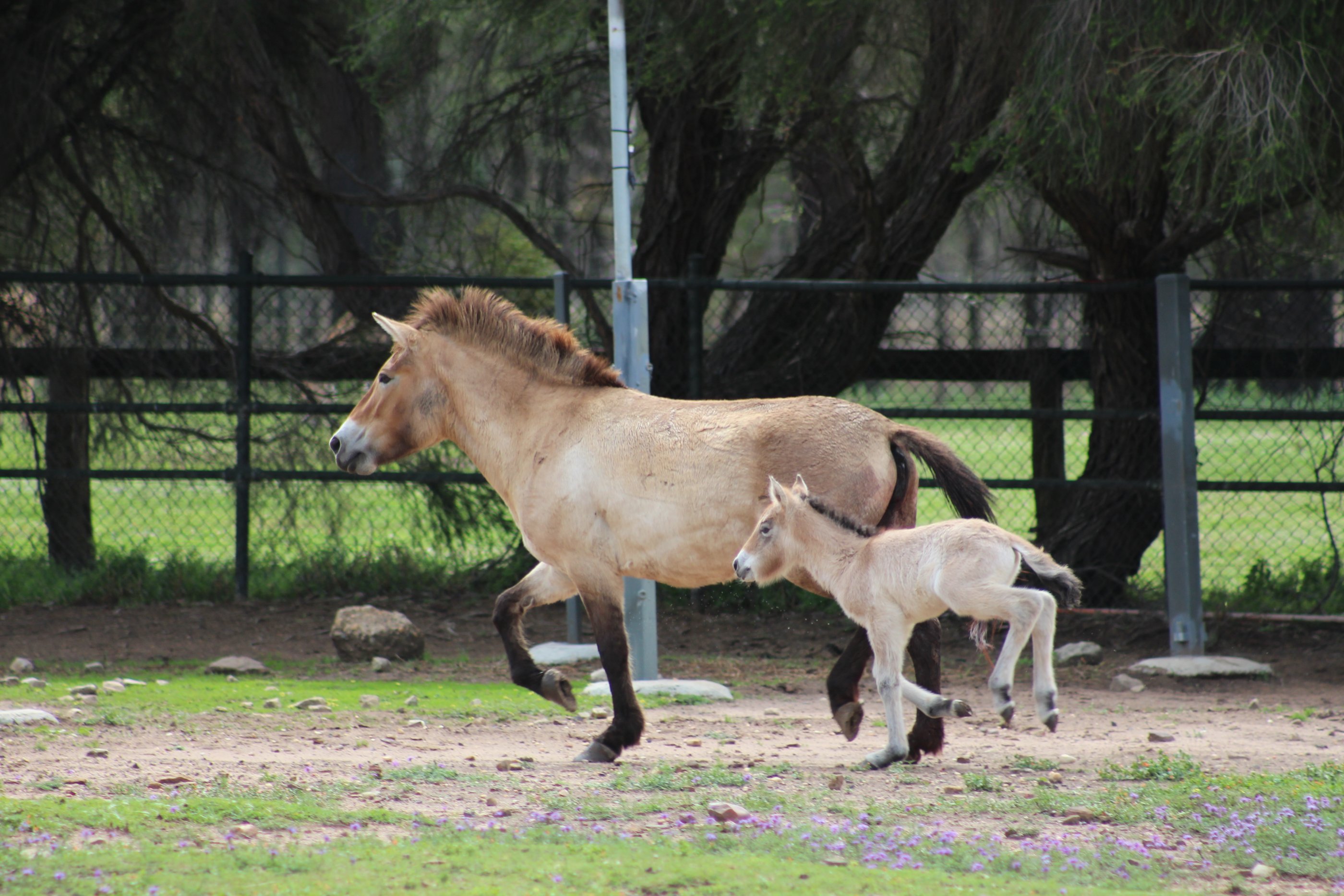 Takhi foal