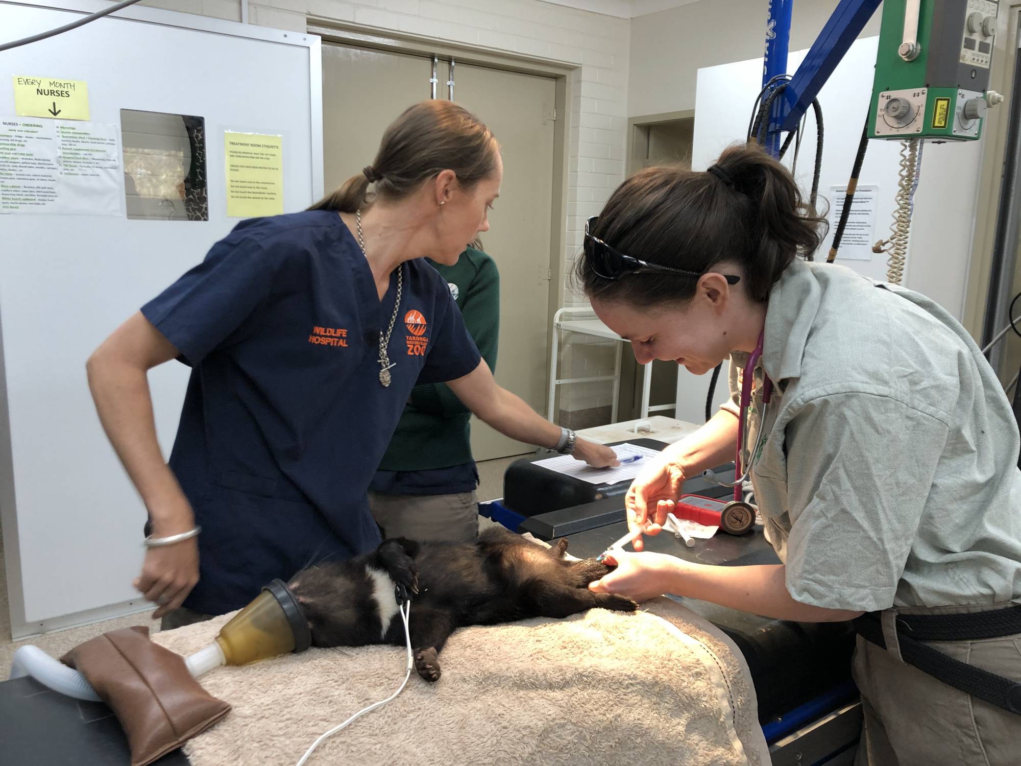 One joey undergoing its first health check. Photo: Rachel Hanlon