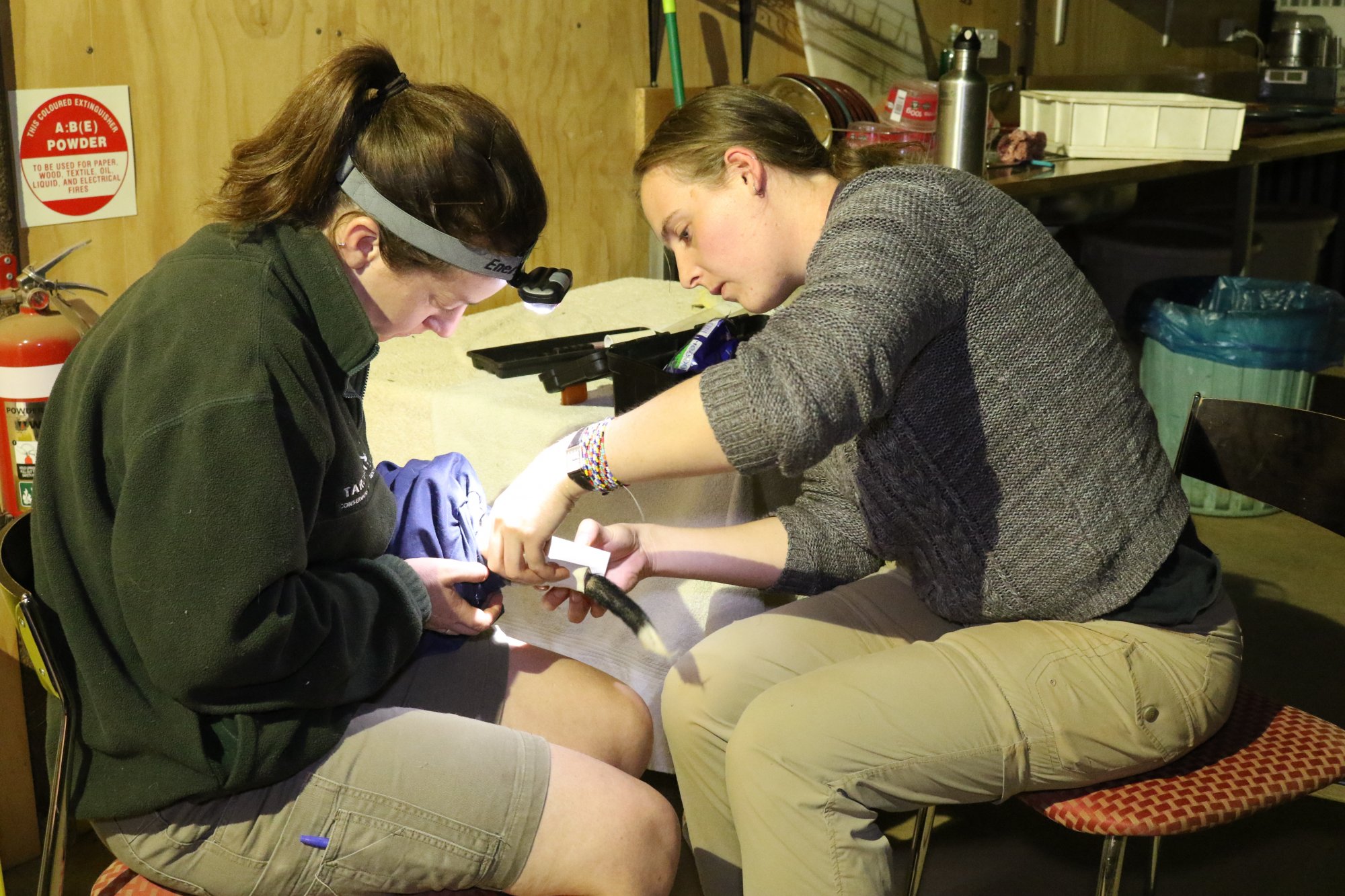 Tracking device being attached to the Bilby's tail