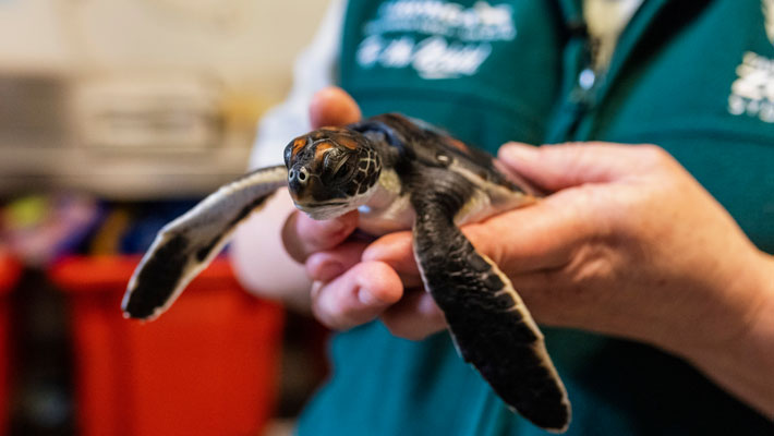 Turtle Hatchling recovering at Taronga's Wildlife Hospital