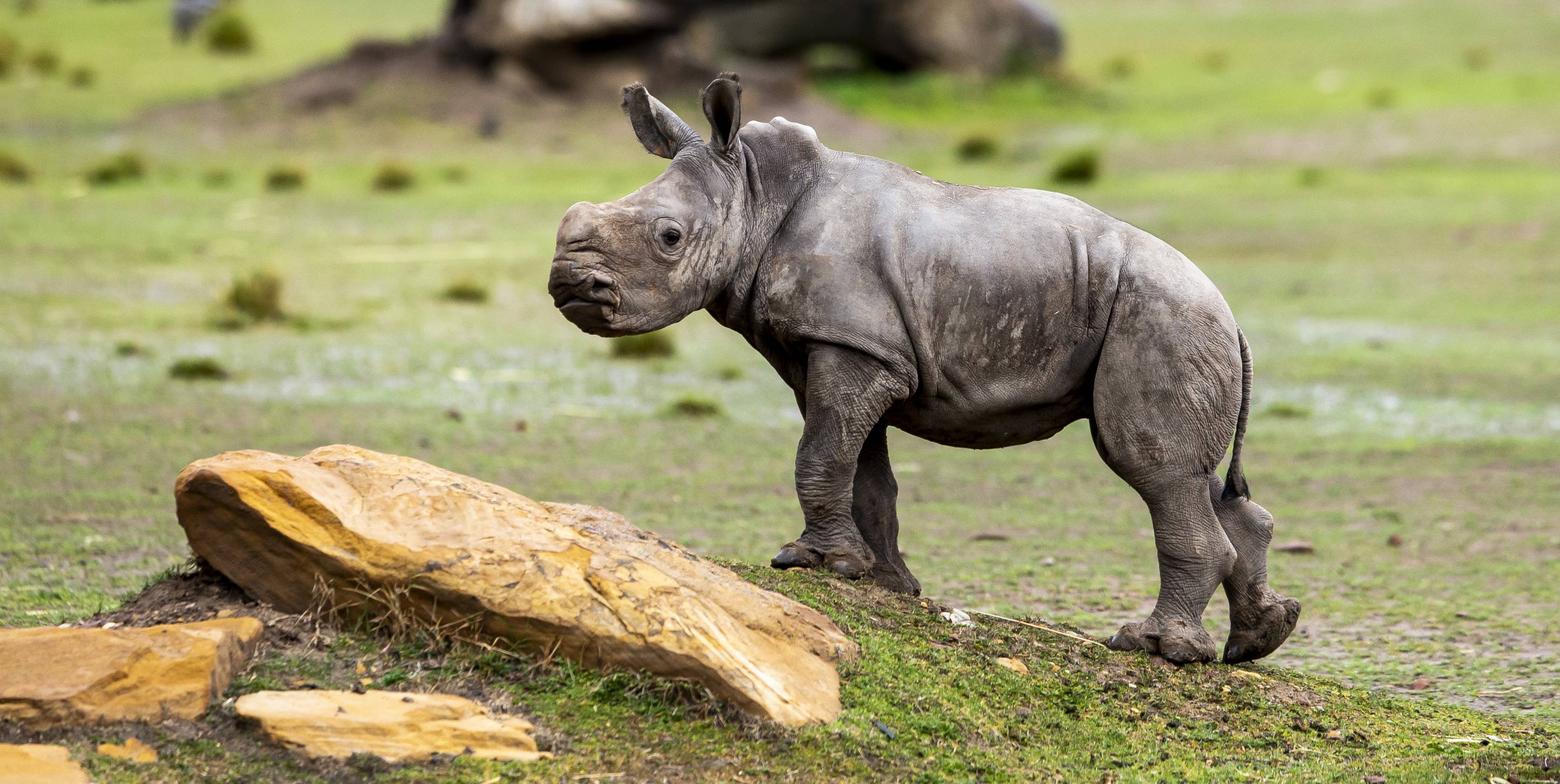 White Rhino calf