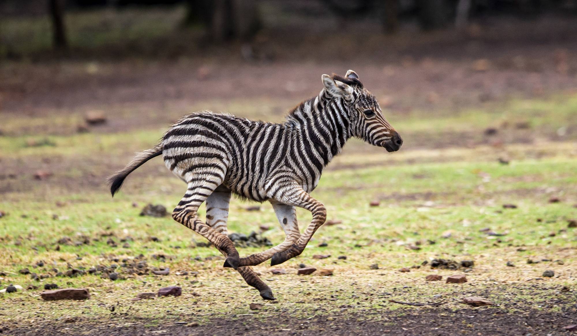 Zebra foal