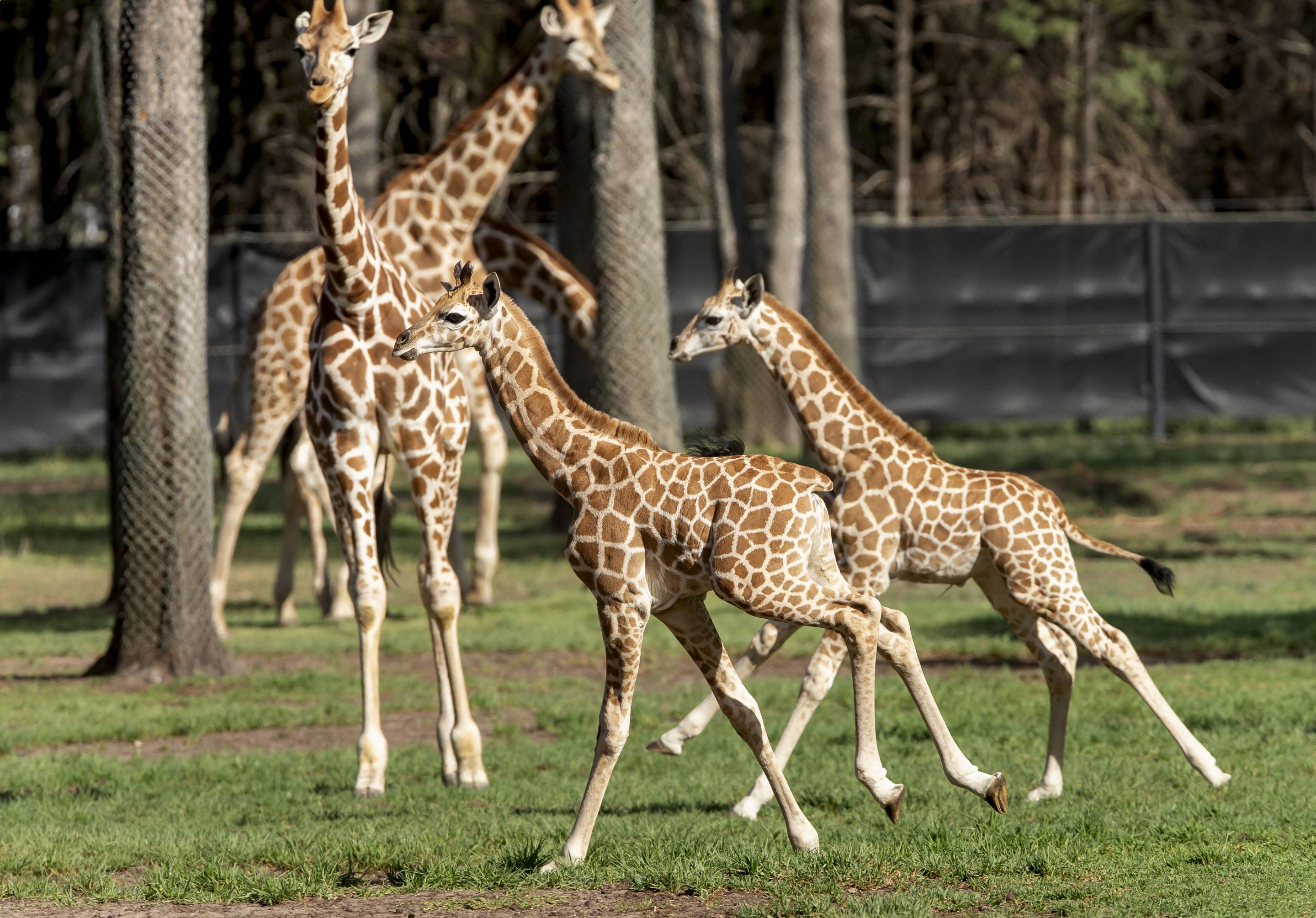 New arrivals were popular with visitors