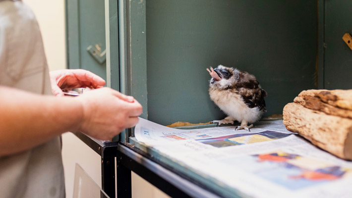 Boobook Owl Chick.