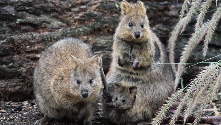 Quokka family at Taronga Western Plains Zoo Dubbo. Photo: Lou Todd