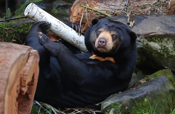 Mr Hobbs the Sun Bear exhibits his natural behaviours through enrichment