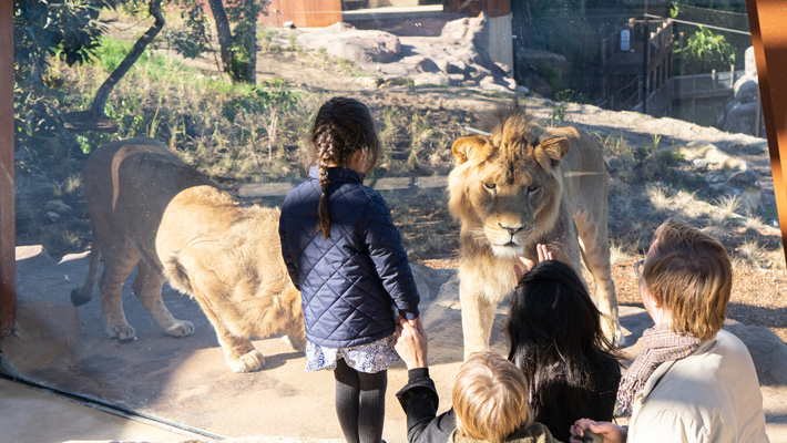 Lions greeting guests in the African Savannah at Taronga Zoo Sydney. Photo: Rick Stevens