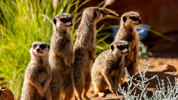 The Meerkat mob keeping lookout in the African Savannah at Taronga Zoo Sydney. Photo: Rick Stevens