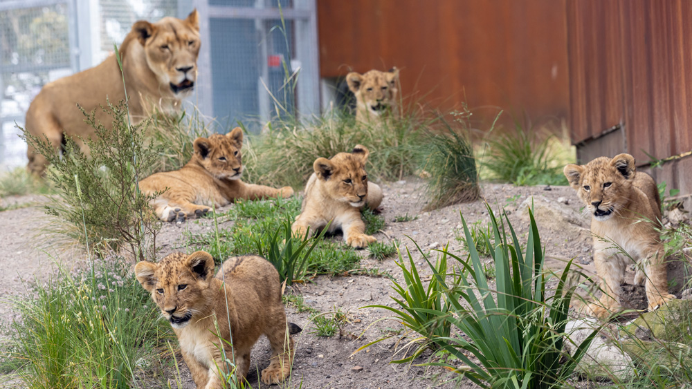 The five African Lion cubs at Taronga Zoo Sydney explore the African Savannah exhibit.