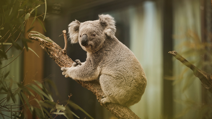 Bo the Koala at the Wildlife Retreat at Taronga. 