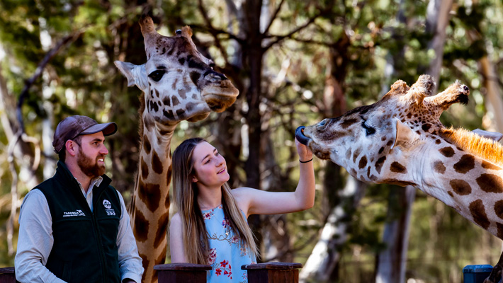 Giraffe encounter at Taronga Western Plains Zoo Dubbo.