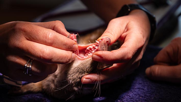 Chuditch - Taronga Wildlife Hospital