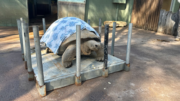 Galapagos Tortoise at Taronga Western Plains Zoo 