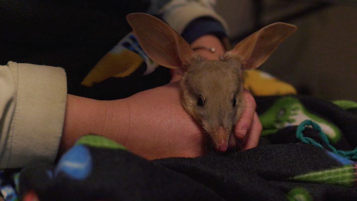 Bilby Joey