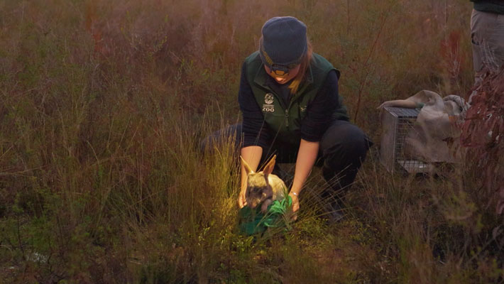 Bilby release