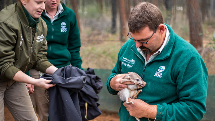 Bilbies departing the Taronga Sanctuary in Dubbo. Photo: Rick Stevens