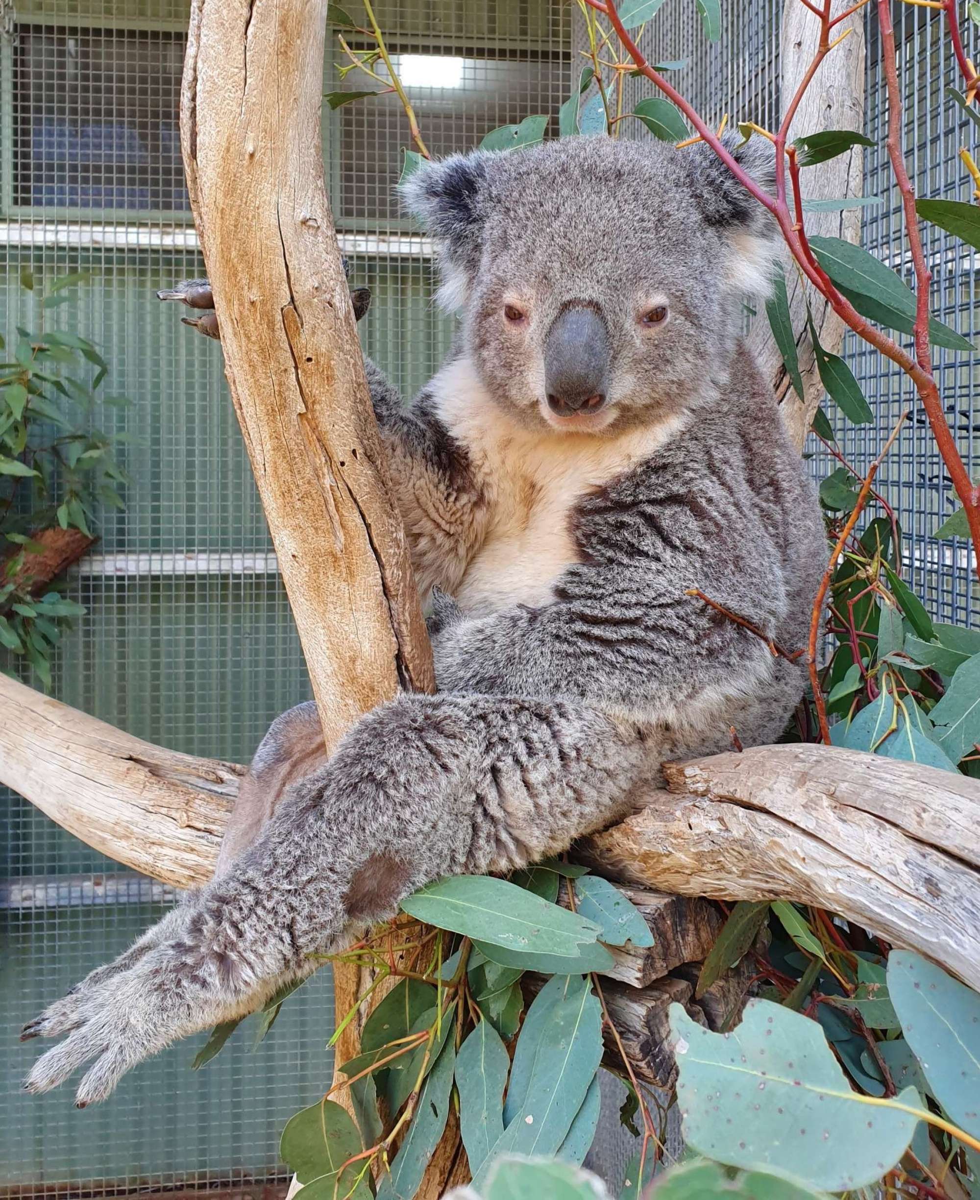 Lucky just prior to leaving the Wildlife Hospital