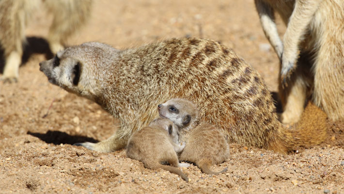 Meerkat pups exploring their exhibit. Photo: Keeper Karen