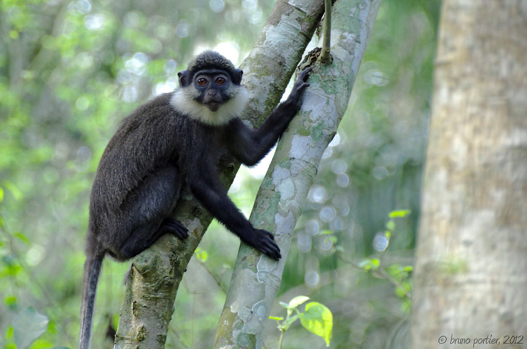 Red-bellied geunon