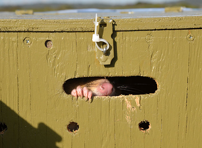 quoll in box