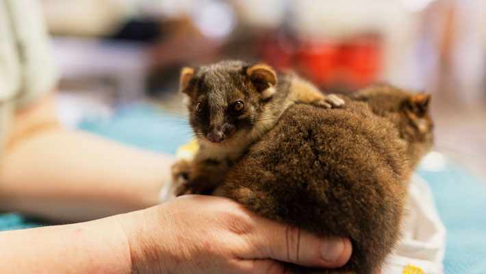 Ringtail possums at Taronga Wildlife Hospital