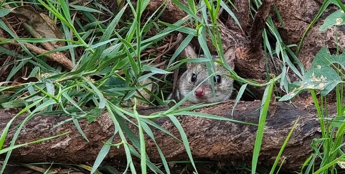 Taronga Sanctuary spots Chuditch