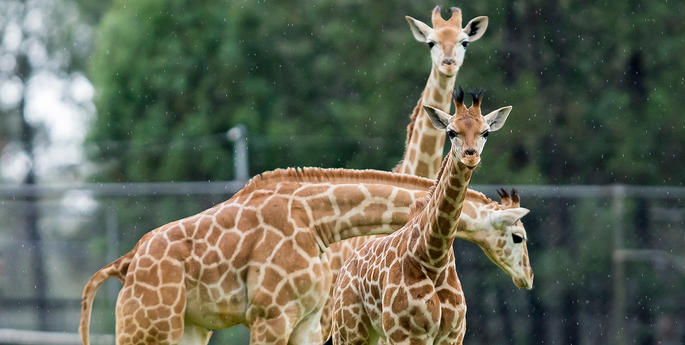 Keeper helping Giraffe in the wild