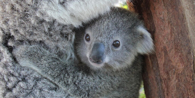 Taronga and Citi celebrating World Environment Day!