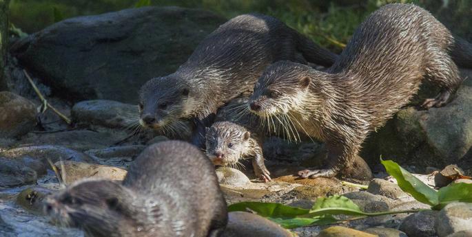 Birth of a rare otter pup a pleasant surprise