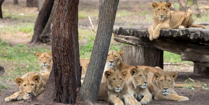 Lions in training