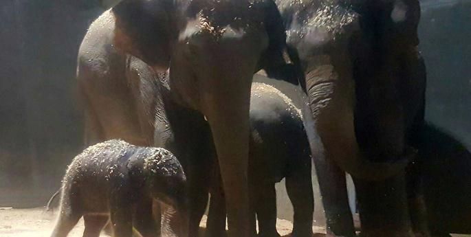 Witnessing the Elephant calf birth