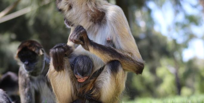 Spider Monkey baby born