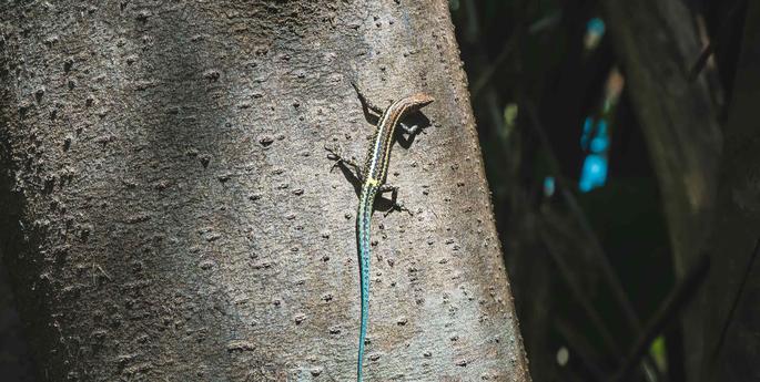 Saving the Blue-Tailed Skink