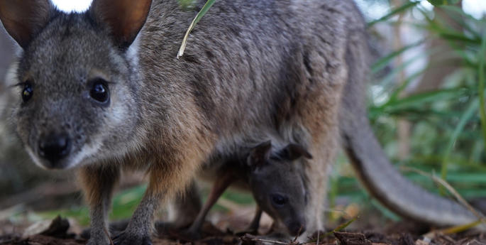 The newest arrival at the Wildlife Retreat at Taronga