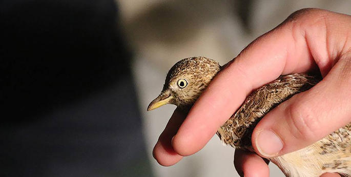 Plains Wanderer finds new home at Dubbo Zoo